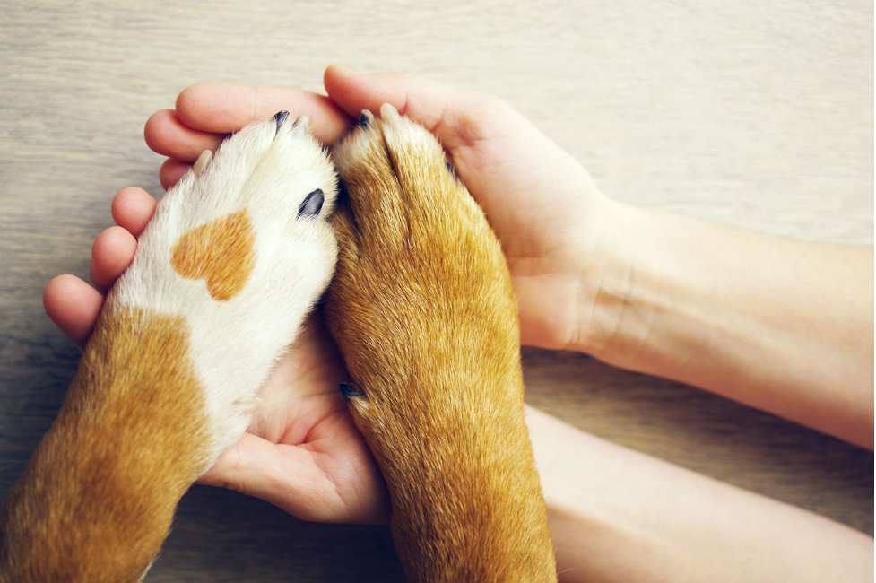 Animal Fundraisers