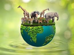 Animal Welfare